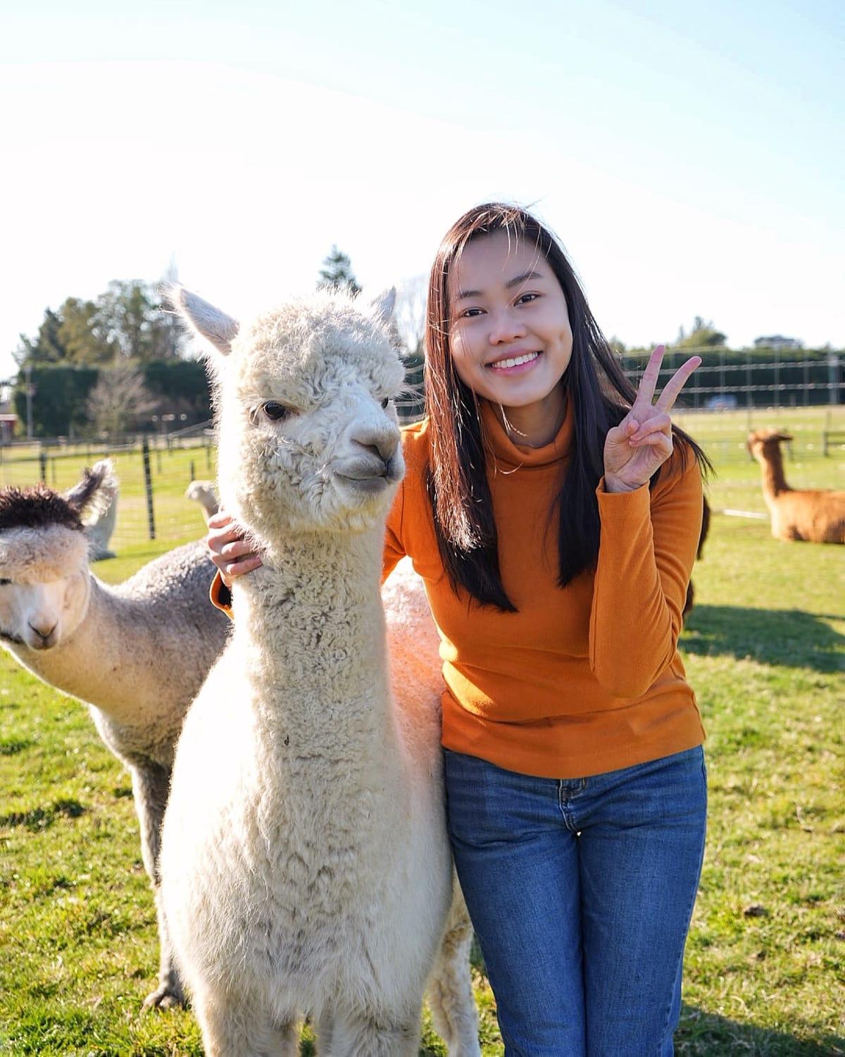 Sherlin Alpacas — Fluffy Farm Day in New Zealand